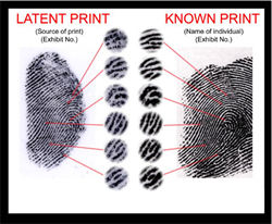 Latent fingerprint compared to  known rolled print